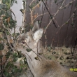 15.3.13, srnka u na�ich dve��, zima u� je dlouh� a zv��ata maj� hlad