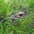 N�mluvy slep��� 10.5.2011