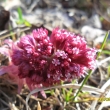 Dev�tsil, 24.3.12