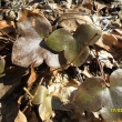 Listy podl�ky, 18.3.12, Merboltick� kopec