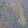 Koruna pam�tn� l�py p�ed o�ez�n�m r�no 24.10.13,  foceno ze 100 m vzd�lenosti