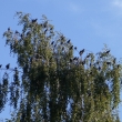 3.10.2015, �pa�ci se houfuj� k odletu ?
