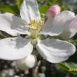 30.4.12. jablo�