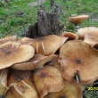 Pln� louka t�chto hub podobn�ch v�clavk�m