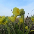 Prvn� petrkl��e, 27.3.12