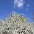 30.4.2015 kvetou trnky - to se v�dy ochlad�, dnes u� je kr�sn�, p�ed 2 dny padal sn�h