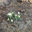 Prvn� sn�enky 16.3.2011