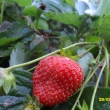 Jahody dne�n� mraz�k nesp�lil 28.9.13