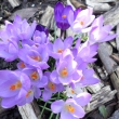 17.3.2015 krokusy na na�� zahr�dce