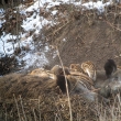 Prase divok�, velmi roz���en� obyvatel Kamenn� h�ry