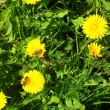 V�elky vyu�ily t�m�� letn�ho po�as�..., 24.4.2011, louka pod Kamencem