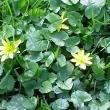 Orsej jarn� 4.4.2011