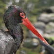��p �ern� (Ciconia nigra)