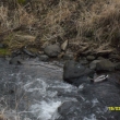 15.3.12, kachni�ky p�ilet�ly hn�zdit na Merboltick� potok