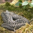 Zmije obecn  (Vipera berus)