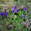 Violka vonn� 9.4.2011