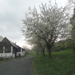 Kvetouc� Merboltice 24.4.2011