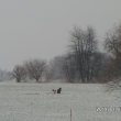 15.1.14, napadlo trochu snhu,kter hned roztl, voln pobhajc psi na poli u Farskho lesa