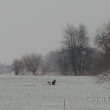 15.1.14, napadlo trochu sn�hu,kter� hned rozt�l, voln� pob�haj�c� psi na poli u Farsk�ho lesa