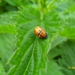 Larva beru�ky