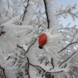 1.1.2017 v�ude je jinovatka - namrzl� mlha z d��v�j��ch dn�