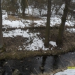 Divok� kachny na Merboltick�m potoce