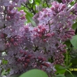 10.5.12 �as rozkvetl�ch �e��k�
