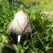 Houba Hnojn�k