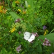B�l�sek na dobromysli, loika na Kamenci, 28.7.2011
