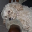 28.12.2016, Roz�rka u p�n��ka na k�esle, za t�den ji budeme m�t 2 roky