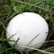 18.9.2015 se zpo�d�n�m letos rostou p�chavky, kv�li suchu se opozdily