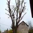 Pam�tn� l�pa o�ezan� a sta�en� lany