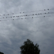 5.8.14, vla�tovky se pomalu chystaj� k odletu