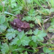 Mlad� ropuchy jsou v�ude