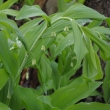 Kokok 13.4.2011 (Polygonatum), roste ve vlhch hjch brzy na jae.