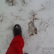 Stopa velik�ho divo��ka