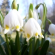 11.3.2015 bledule po n�kolika tepl�ch dnech rychle vykv�taj�