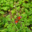 Pav� oko na dobromysli, Kamenec, 28.7.2011
