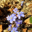 18.3.12, jatern�k podl�ka, Merboltick� kopec