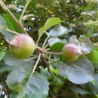 Jabl��ka 11.6.2011, (kdy� se pod�v�te v��, cca p�ed m�s�cem jsem fotila jablo�ov� kv�ty)