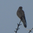 22.1.14, napadl sn�h a mrzne, dravec vyhl��� my�i