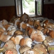 19.7.12, dlouho nic nerostlo a najednou se houby zbl�znily ! Taky po��d pr��.