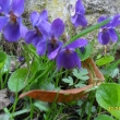 20.4.13. fialky, ta v�n� !