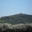 Kvetouc� trnky a rozhledna na Str�n�m, 24.4.2011