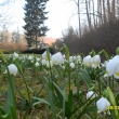 Bledulky po��d kvetou, 28.3.12