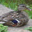 Kachn� na hr�zi rybn�ka 13.7.14