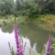 16.7.15 rybn�k u n�s za domem