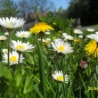 30.4.12, v�echno kvete