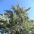 Kvetouc� hru�e�, za dva dny na ni napad� sn�h 1.5.2011