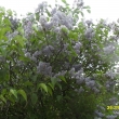 26.5.13 kvetou �e��ky a n�dhern� von� cel� vesnice